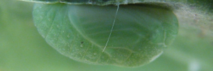 Pupae